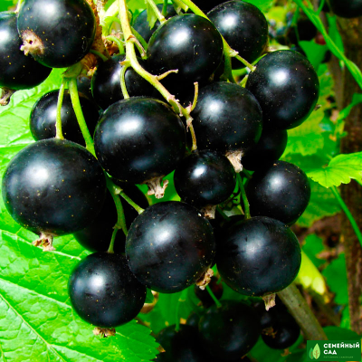 Комплект №1 (600 руб/саженец)