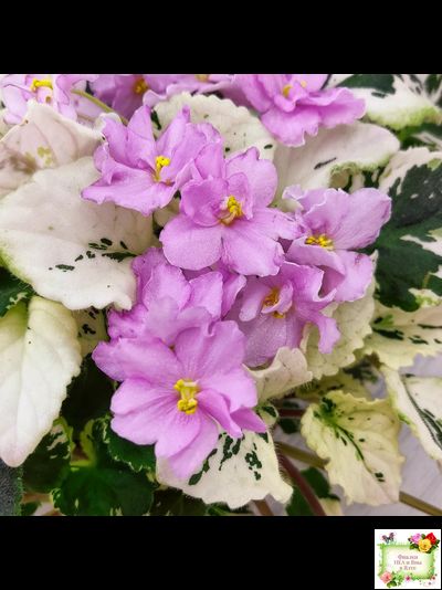 Cherokee Trail (L. Ray) трейлер (пасынок сорт посажен 06.10.25)