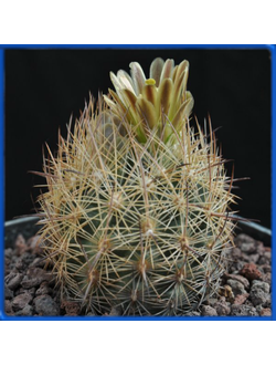 Echinomastus durangensis f. reineke TK 314