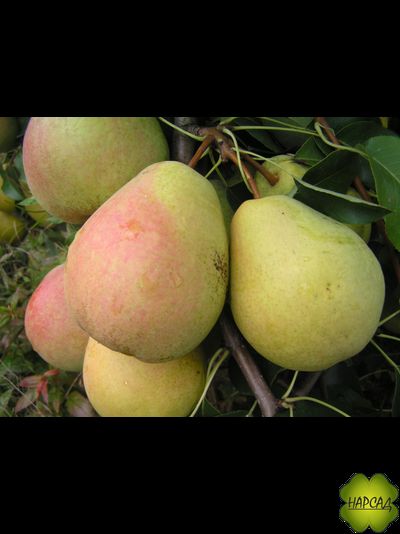 ГРУША "ВЕЛЕСА" (осенняя) (саженец 1,5 года)