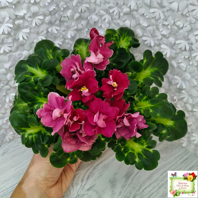 ВаТ-Супер Мама (Т.Валькова) 2020 г.