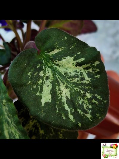 Sterling Trinket (E. Champion) (лист посажен 30.01.26)