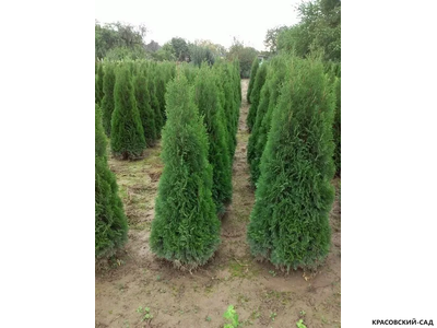 Туя Пирамидалис Компакта - Pyramidalis Compacta