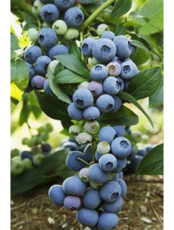 Голубика Bluejay