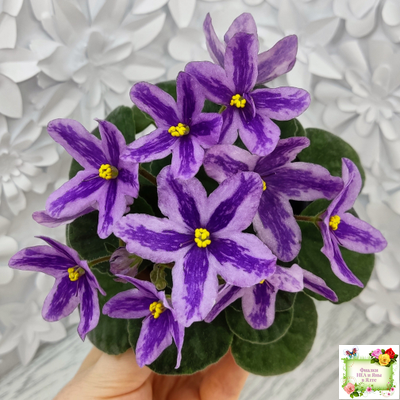 DS-Лавандовая Сказка (Dimetris) химера (пасынок сорт укоренённый)