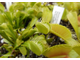 Dionaea muscipula "Degeneration"