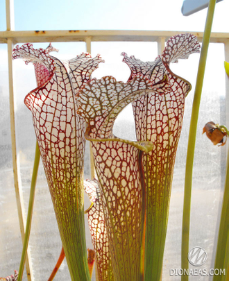 Sarracenia leucophylla Tarnok