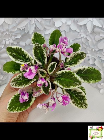 Hodss-Cassandra (Яна Ходченко) 2020 г. (пестролистный лонг с бастл-листвою)