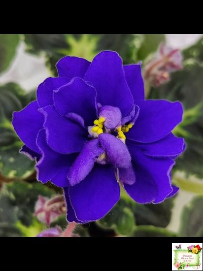 Р-Голубика (В. Зуб) 2023 г.