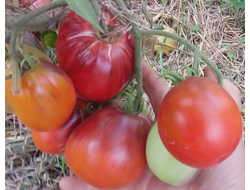 Томат Синяя груша