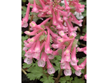Corydalis solida "Gunite"