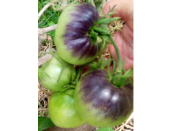 Томат Темная королева (Dark Queen), США