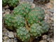 Puna Bonnieae (Пуна Бонни)
