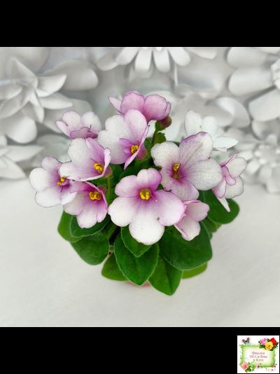 ЛЕ-Колибри (Е. Лебецкая) (3 листа посажены в 1 стак. 20.10.25)