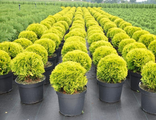 Туя западная Мириам (Thuja occidentalis Mirjam)(15-30\5л)