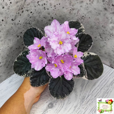 Rivermist Beguiling (J. Baker) (стартер)