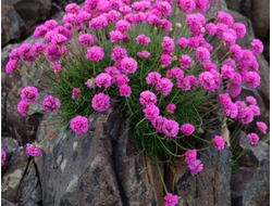 Армерия Приморская Armada Rose, p9