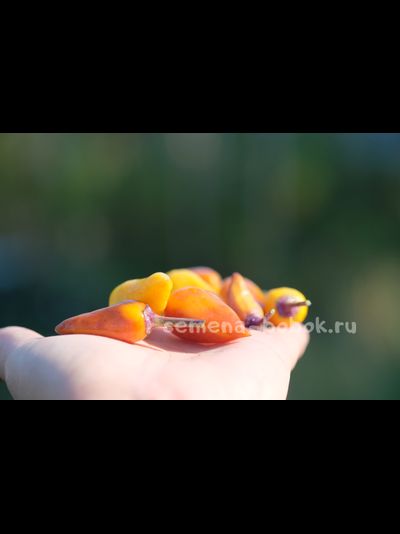 Острый перец Молли (Molly), 10 шт