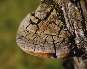 гриб санхван, трутовик льняной, купить экстракт в аптеке
