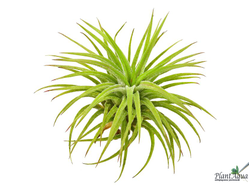 Тилландсия Huamelula