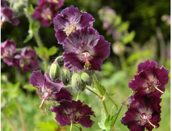 Герань красно-бурая Samobor, C2