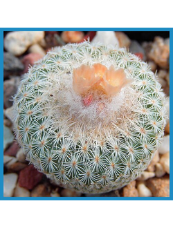 Epithelantha micromeris v. rufispina