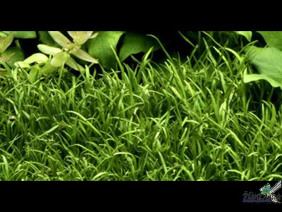 Лилеопсис бразильский