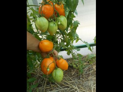 Томат Калькутта, (Calkutta) США