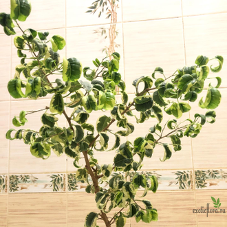 Ficus Benjamina Iren / фикус Бенджамина Ирен