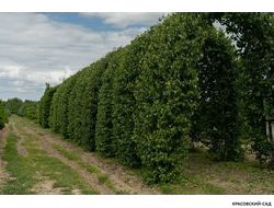 Арка из Березы повислой - Betula pendula
