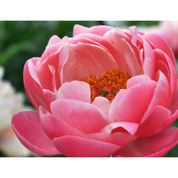 Пион Coral Charm  (Корал Чарм)