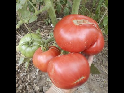 Томат Розовый из Барбастро (Rosa de Barbastro)