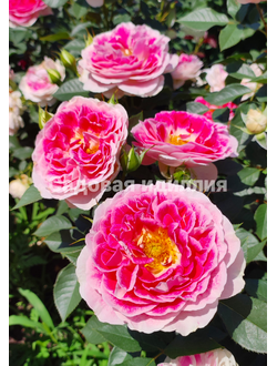 Чайно-гибридные