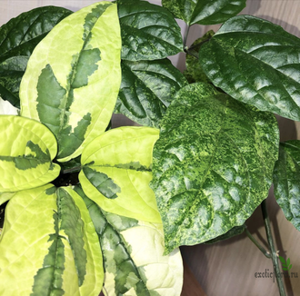 Clerodendron Thomsoniae Variegata / Клеродендрум Томсона вариегатный