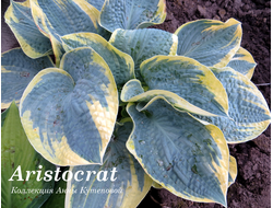Хоста Аристократ фото