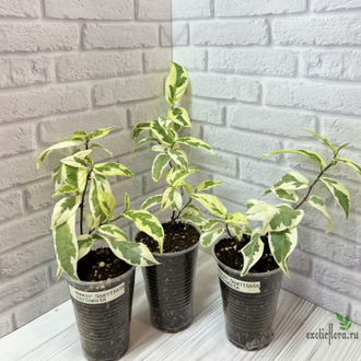 Ficus sagittata 'Variegata' / фикус сагиттата вариегатный