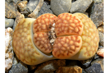 Lithops julii ssp. fulleri C378
 