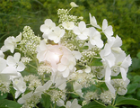 Вайт Леди гортензия древовидная (Hydrangea arborescens White lady)