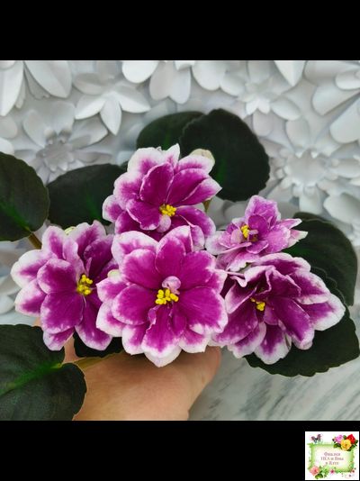 АВ-Последняя Любовь Самурая (Фиалковод) 2021 г. (лист посажен 19.01.26)