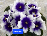 Фиалка &quot;Хумако&quot; (Humako Inches) Укорененный лист