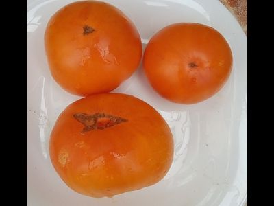 Томат Гном Парень из Локстона (Dwarf Loxton Lad)