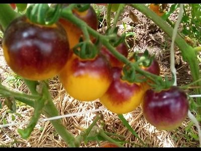 Томат Лесной Голубой Шмель (Bosque Blue Bumblebee)