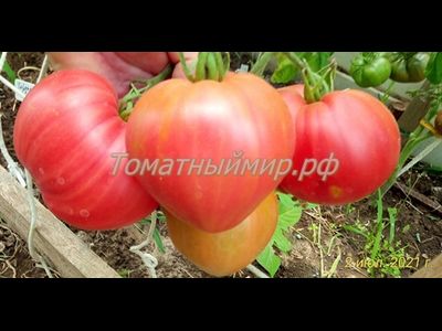 Томат Гордость Грайтмара (Grightmire's Pride) США