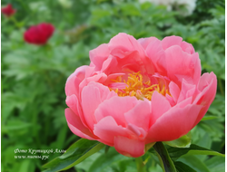 Пион Coral Sunset(Корал Сансет)