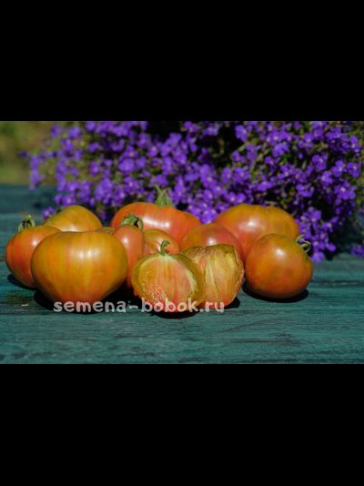 Томат Тайга (Taiga), 10 шт