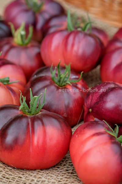 Томат Пленительный Аметист, 10 шт