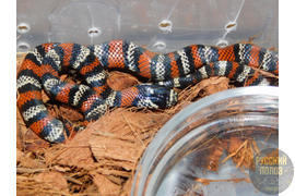 Змея молочная, молочка