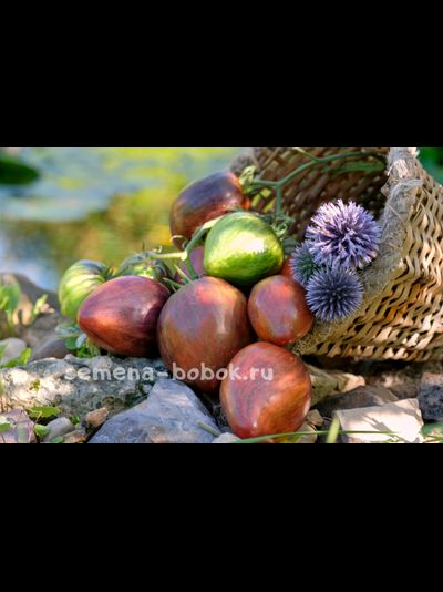 Томат Восставший Звездный Истребитель Прайм, 10 шт