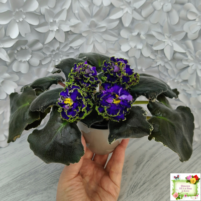 ЕК-Кудри Посейдона (Е.В. Коршунова) 2017 г. (лист посажен 01.11.25)