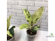 Ficus elastica "shivereana" / фикус эластика шивериана
